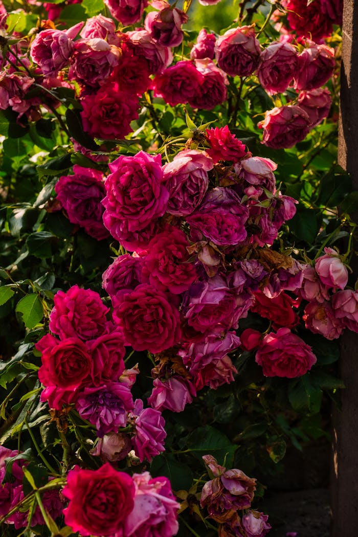 Éclat floral : Le festin rose du rosier enchanté